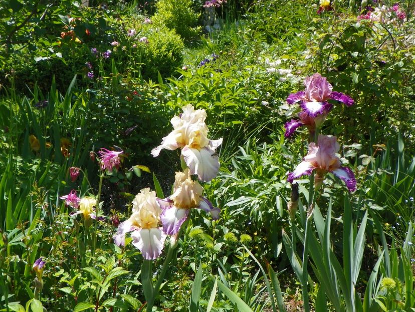 Gipsy Woman si Change of Pace - Irisi 2017