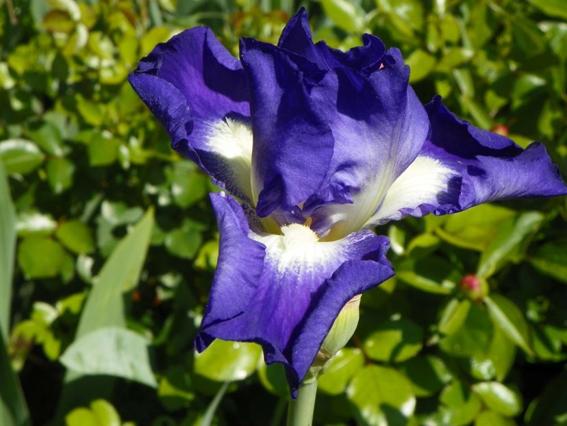 City Lights - Irisi 2017