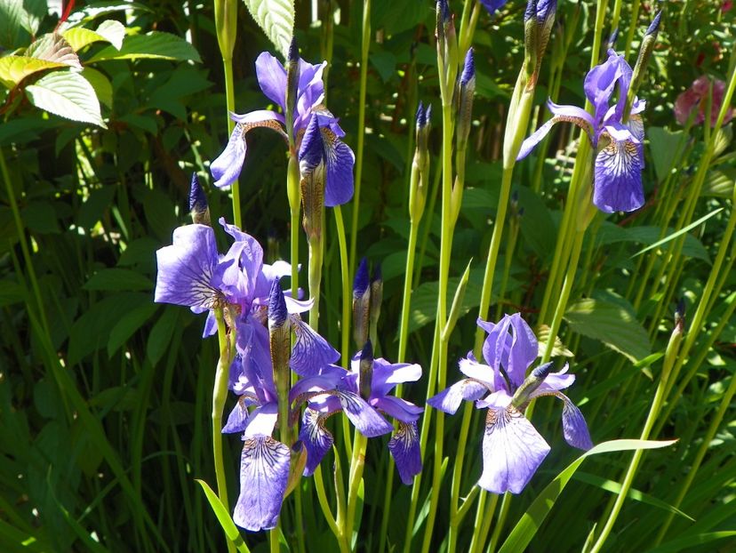 sibirica Blue King - Irisi 2017