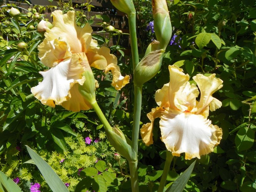 Champagne Waltz - Irisi 2017