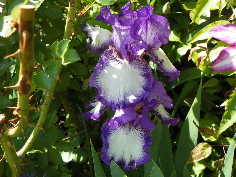 Autumn Circus - Irisi 2017