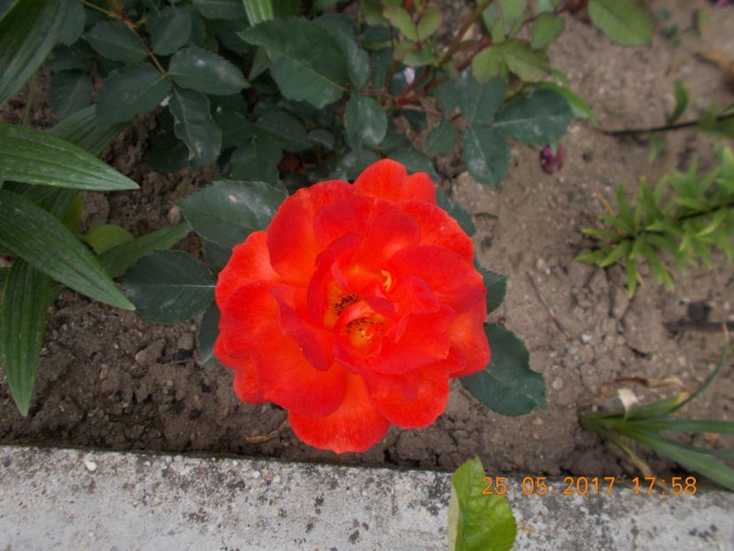 super trooper - TRANDAFIRI 2017