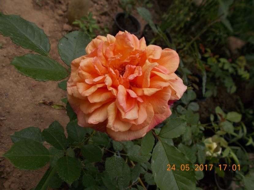 aloha - TRANDAFIRI 2017