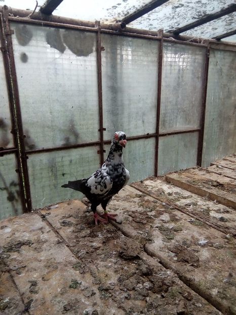 femelă - Indian german 2017