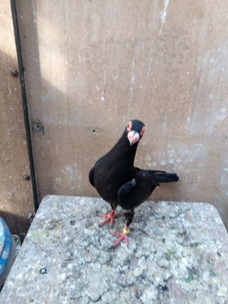 femelă - Indian german 2017