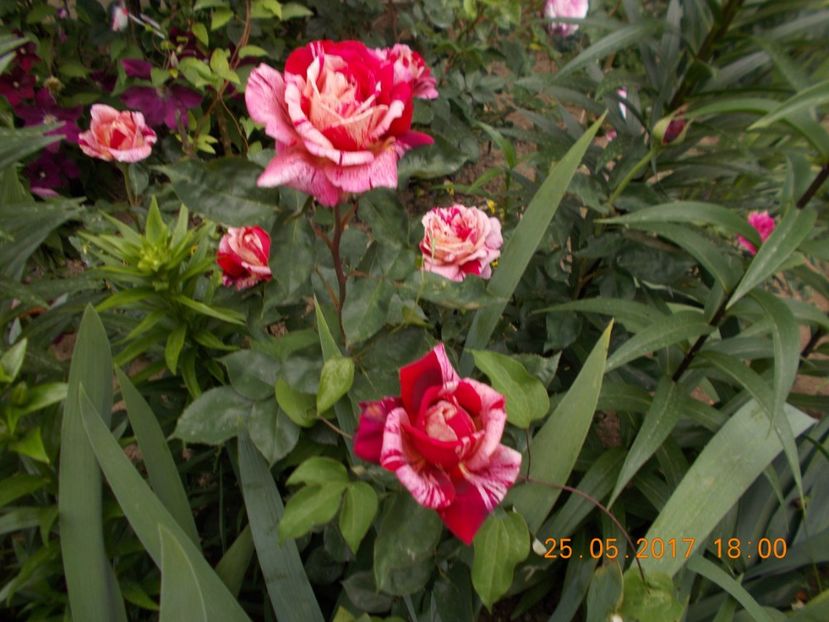 ottavio misoury - TRANDAFIRI 2017