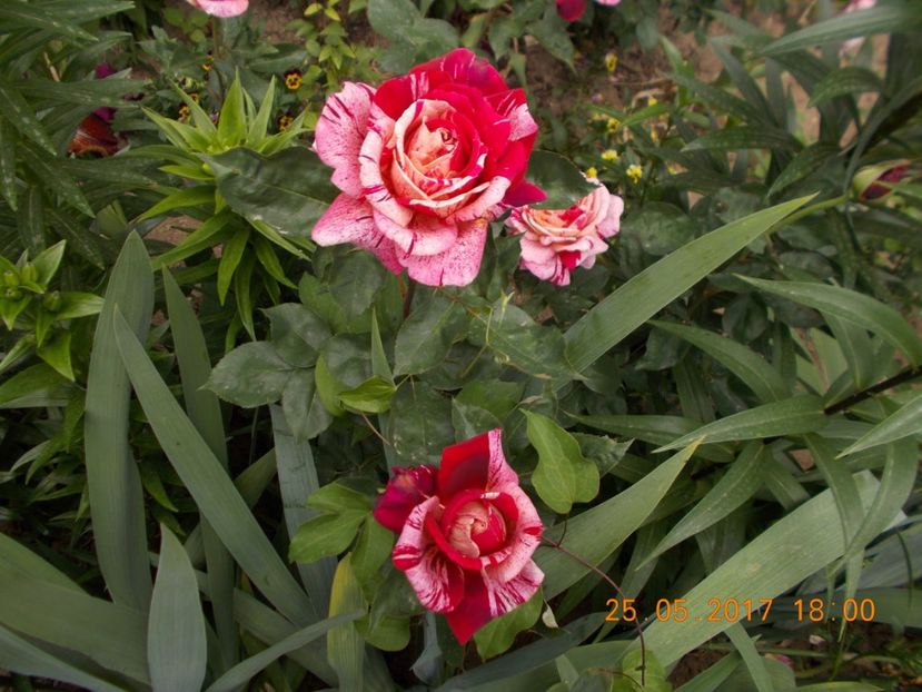  - TRANDAFIRI 2017