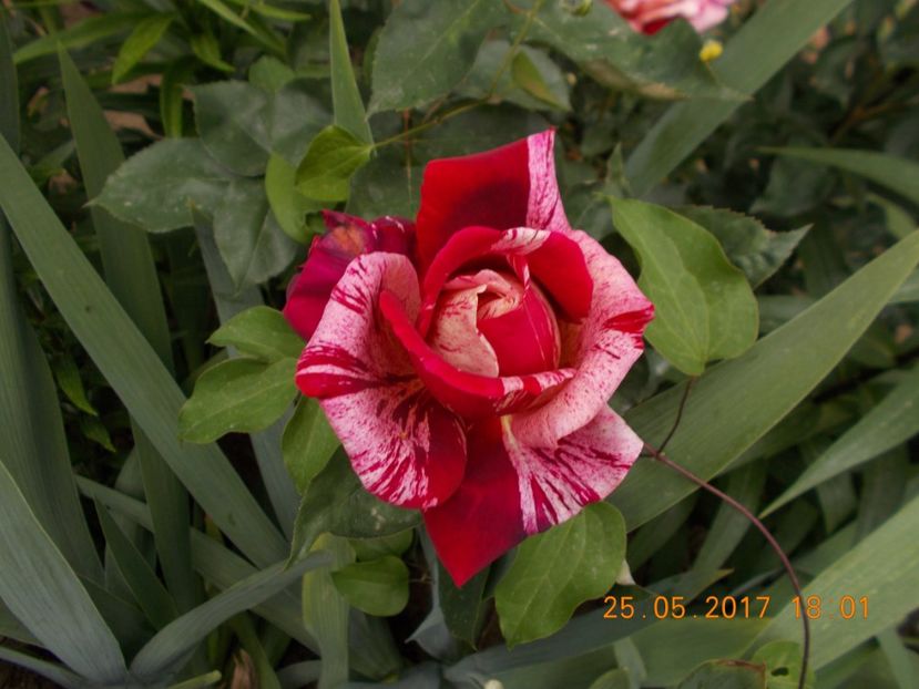  - TRANDAFIRI 2017