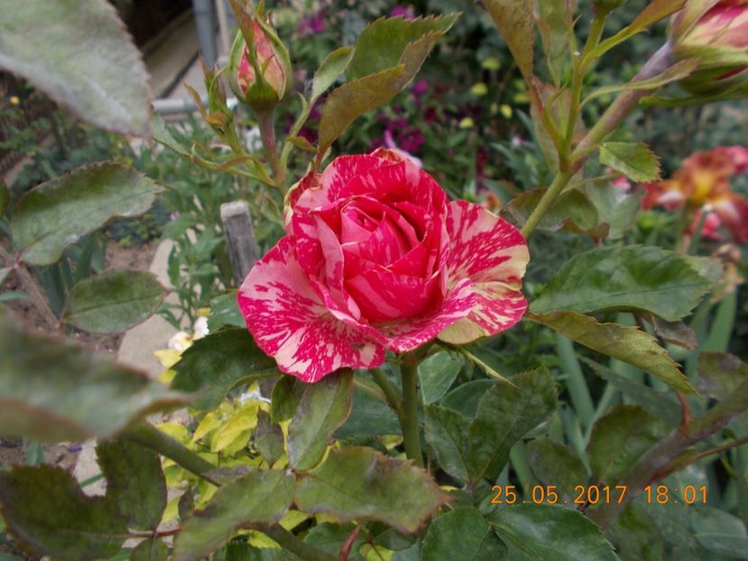  - TRANDAFIRI 2017