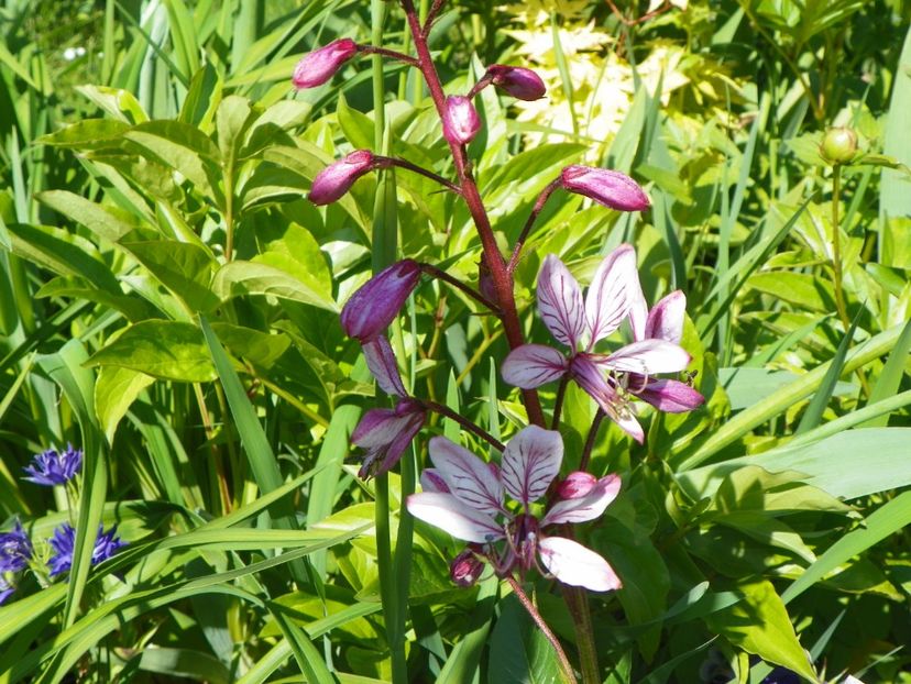 24 mai (27) - Primavara 2017