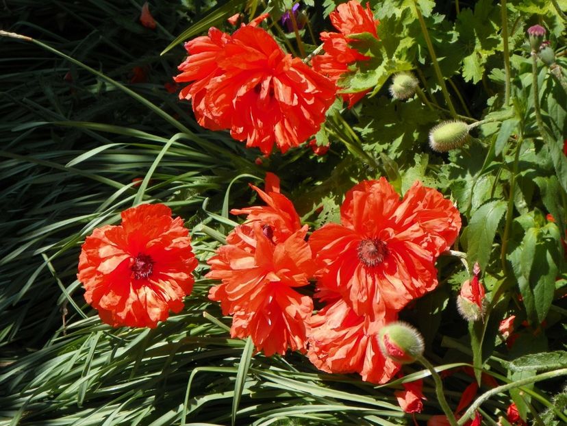 24 mai (25) - Primavara 2017