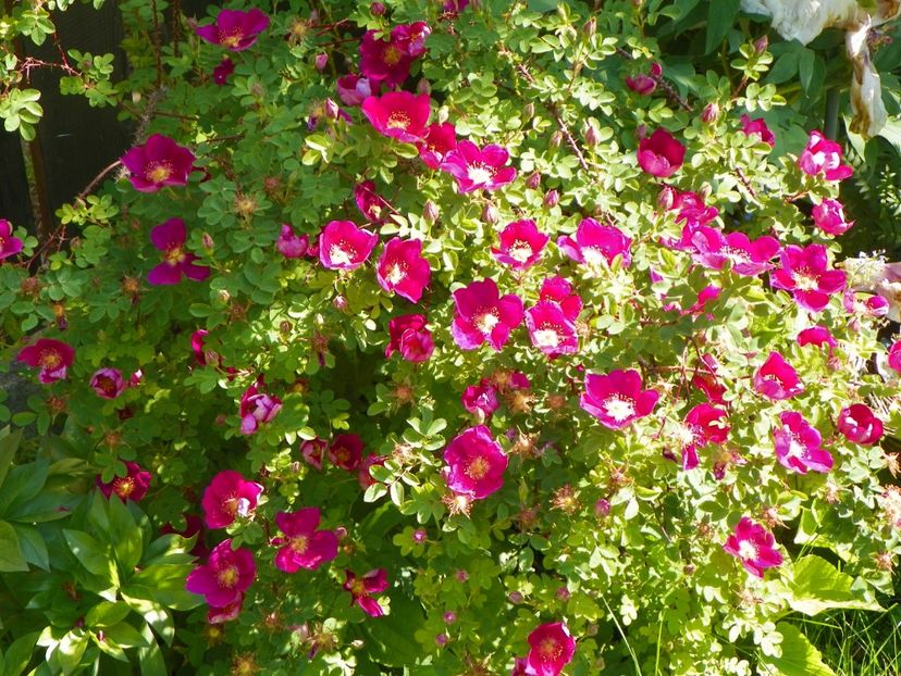 Single Cherry - Trandafiri 2017-1