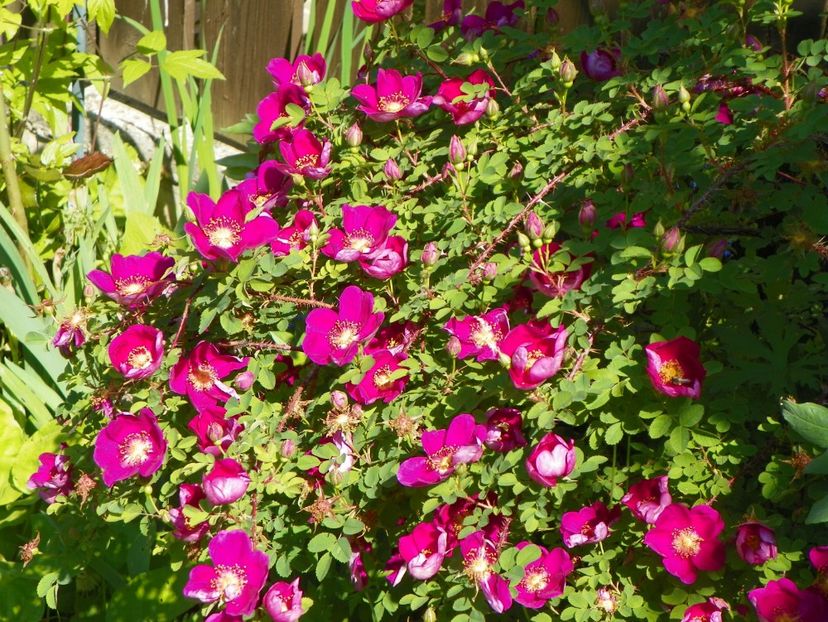 Single Cherry - Trandafiri 2017-1