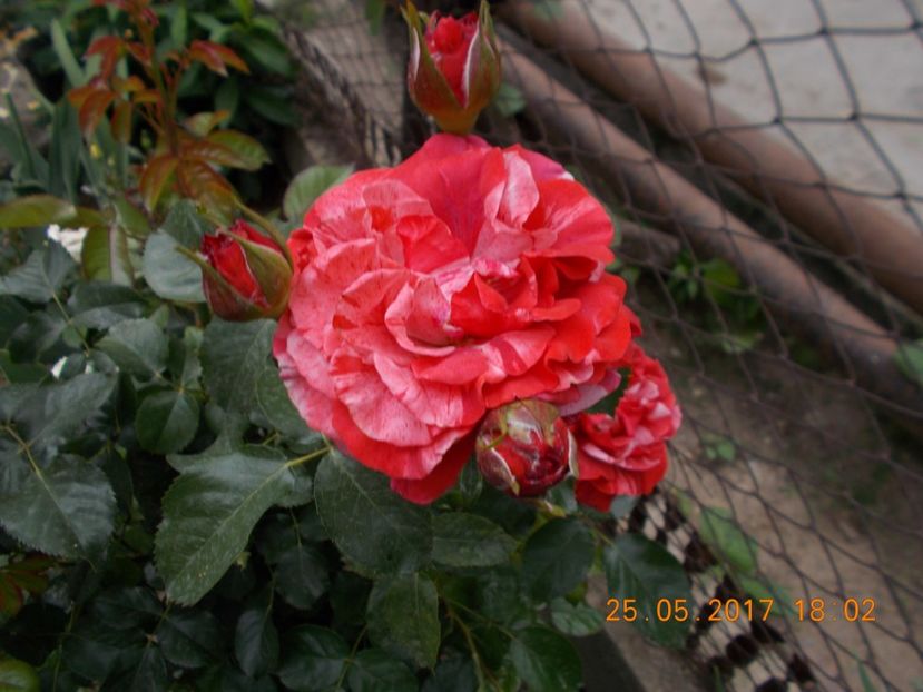 brownie - TRANDAFIRI 2017