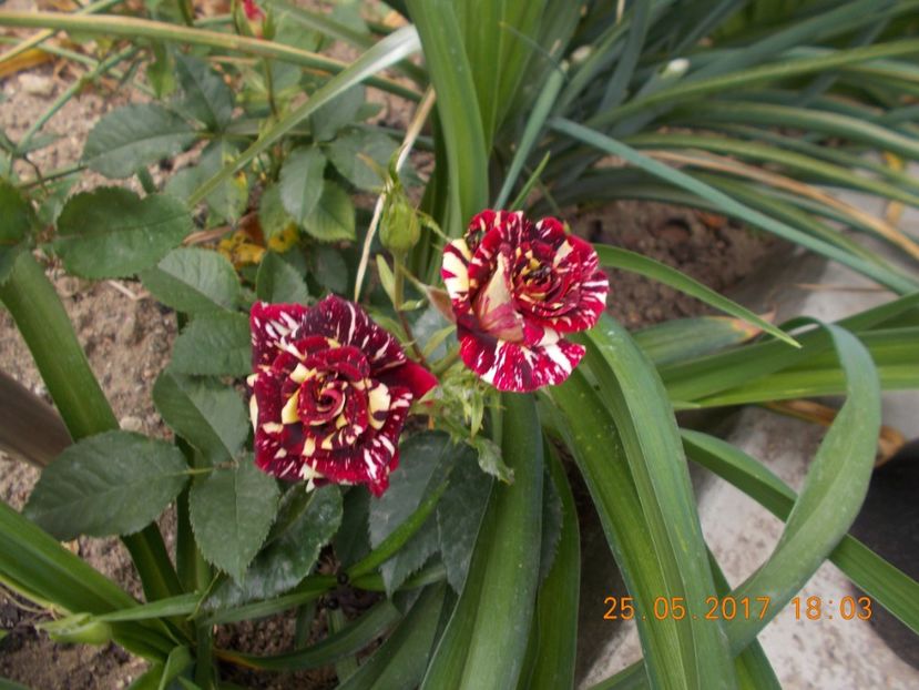 hocus pocus - TRANDAFIRI 2017