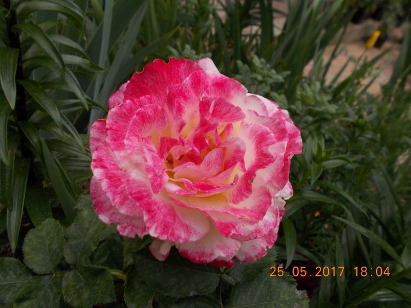 vedeta - TRANDAFIRI 2017