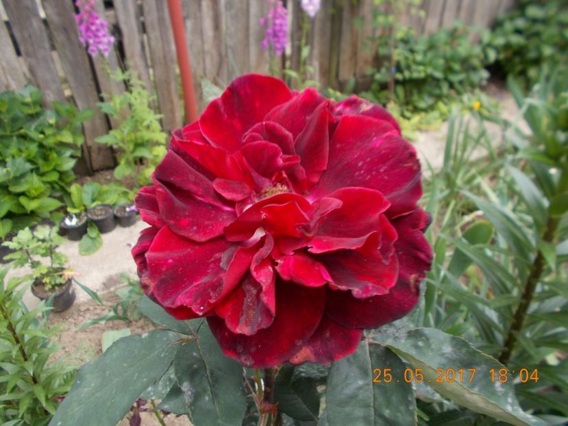 barkarole - TRANDAFIRI 2017