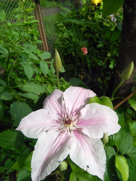  - Gradina 2017