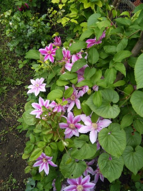 - Gradina 2017