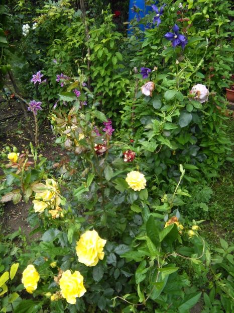  - Gradina 2017