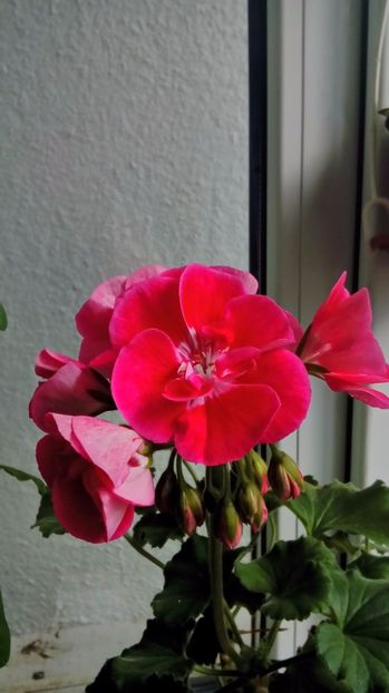 P_20170525 - Muscate