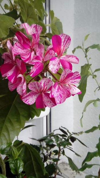 P_20170525_ - Muscate