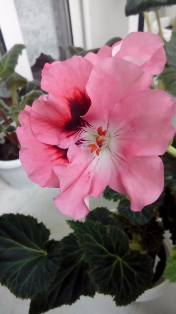 P_20170525_183504 - Muscate