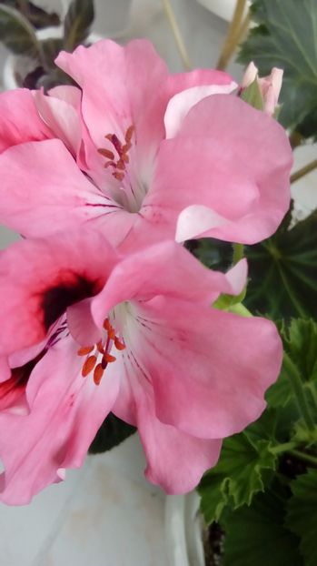 P_20170525_183601 - Muscate