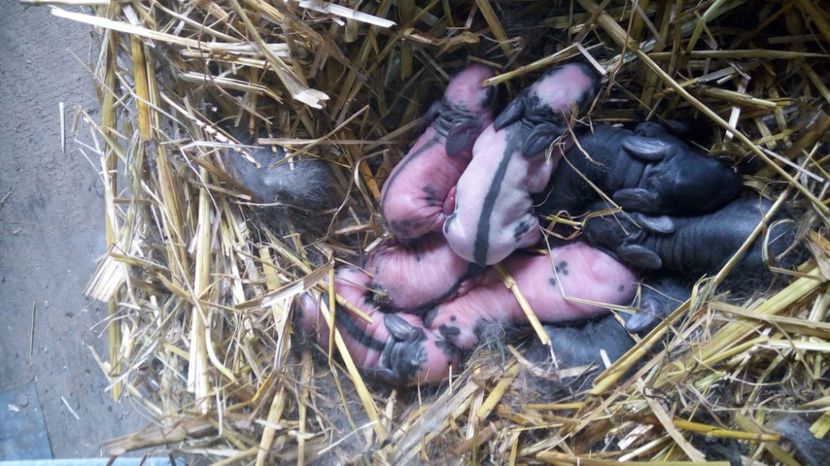  - AAAAA Cuibul 1-9-3