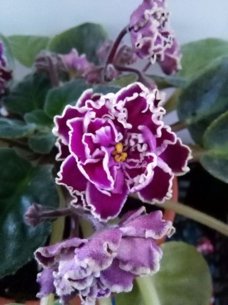  - 1-A-Violete 2017