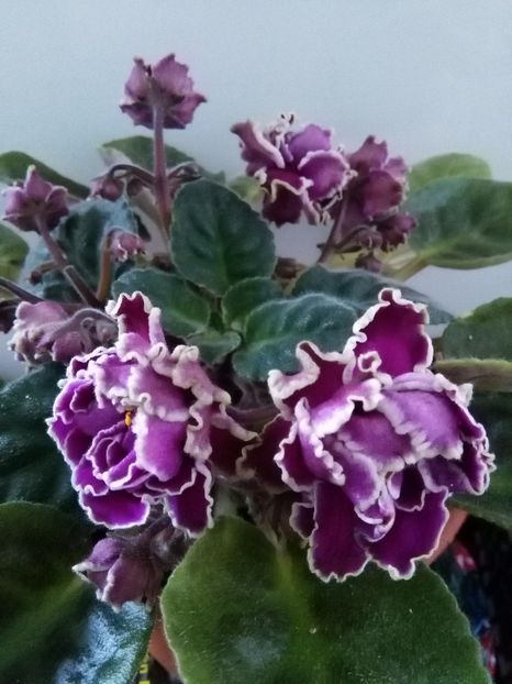  - 1-A-Violete 2017
