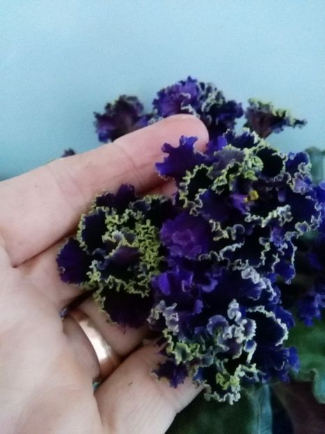 Purple Passion sport - 1-A-Violete 2017