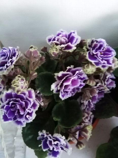  - 1-A-Violete 2017