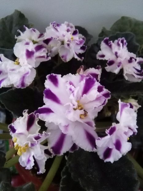 RS Romantika - 1-A-Violete 2017