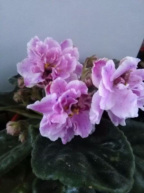 RS Diadema - 1-A-Violete 2017