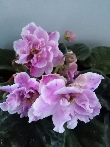  - 1-A-Violete 2017