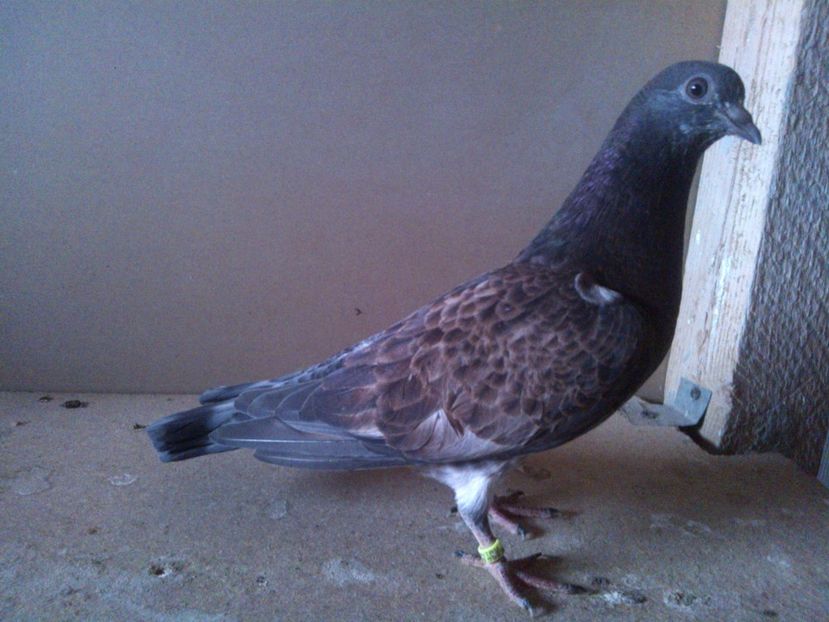  - pierduti la primul zbor