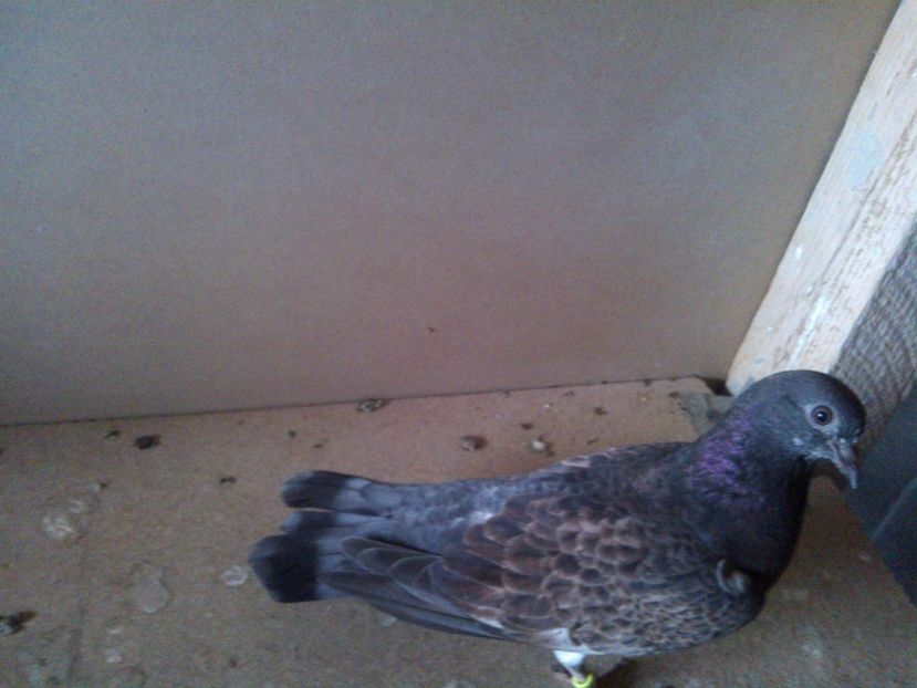  - pierduti la primul zbor