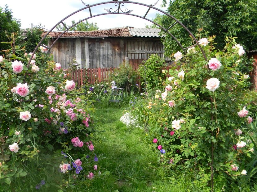 Janet- scuzati peretele vecinului, l-om acoperi cu ceva - Trandafiri urcatori 2017