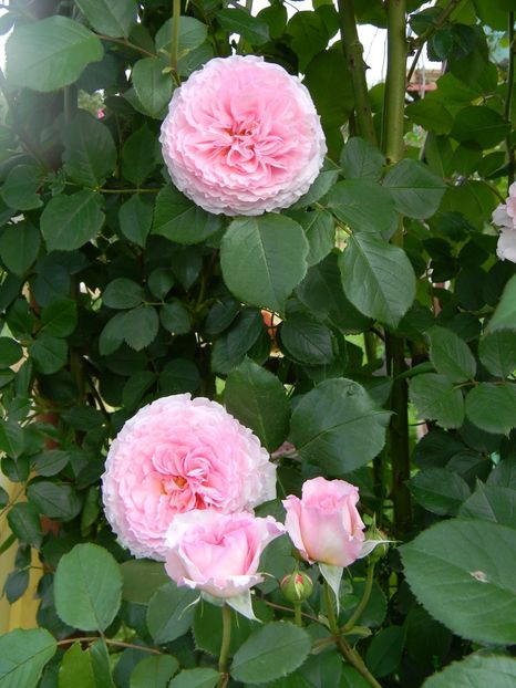 James galway - Trandafiri urcatori 2017