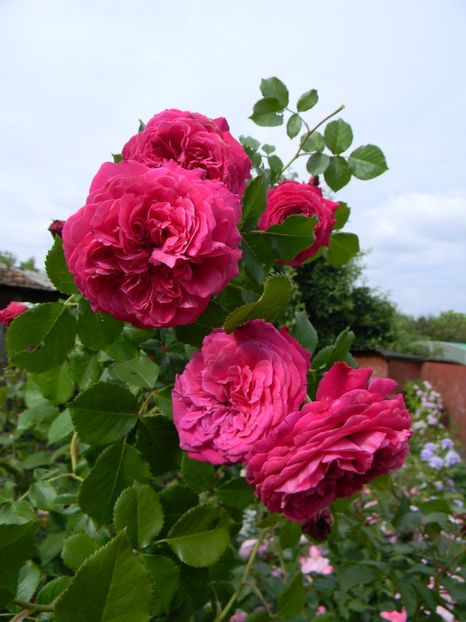 Salma es said - Trandafiri urcatori 2017