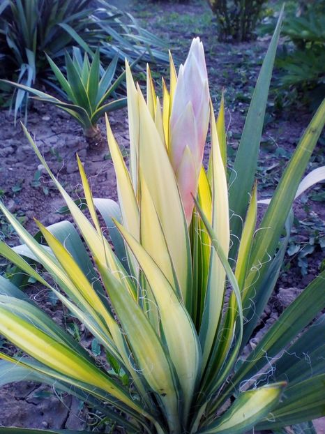  - curtea cu toate cele 2017