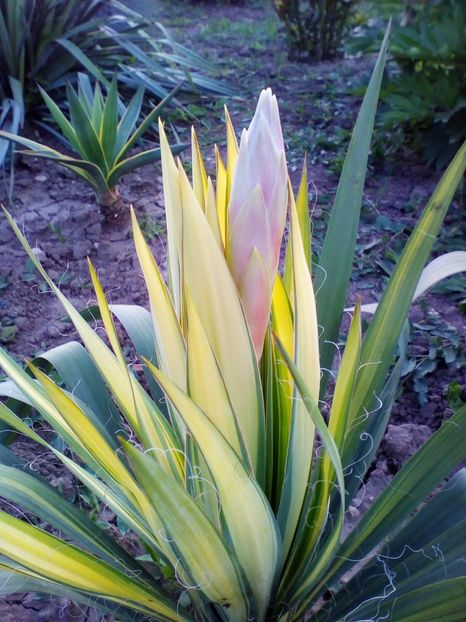  - curtea cu toate cele 2017