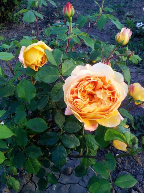  - golden celebration