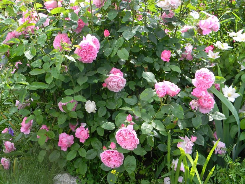Cottage rose - Trandafiri 2017