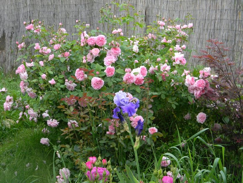 Cottage rose - Trandafiri 2017