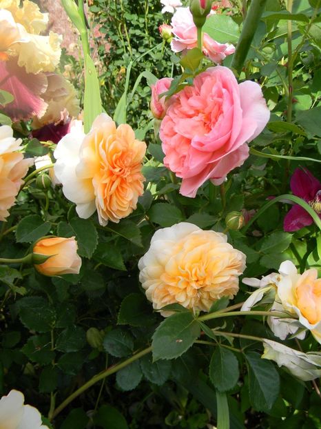 Port Sunlight Boscobel - Trandafiri 2017