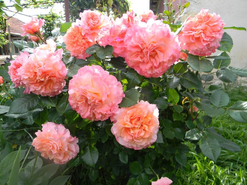 Augusta Luise - Trandafiri 2017