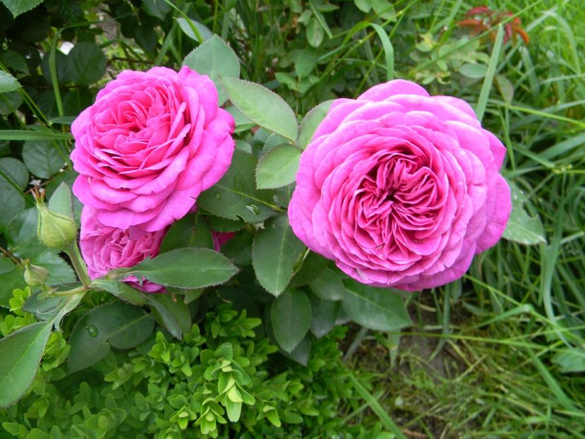 Heidi Klumm - Trandafiri 2017