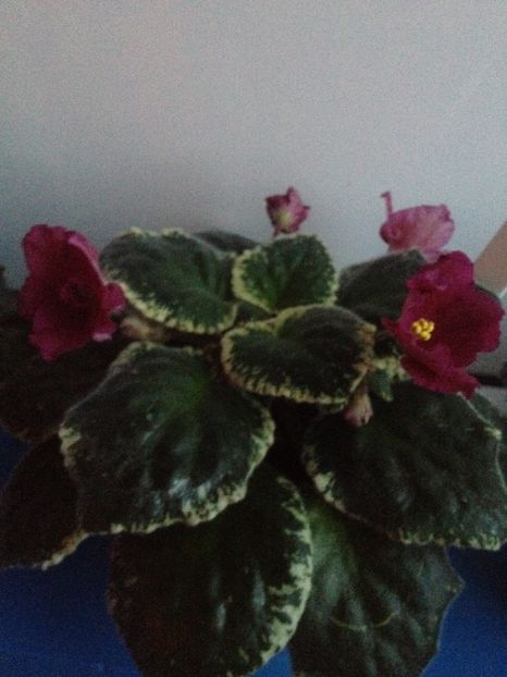 image - violete